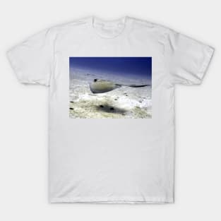 Sting Ray at Play T-Shirt